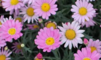 argyranthemum_frutescens_aramis_pink_eye