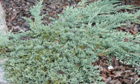 juniperus_horizontalis_icee_blue