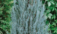 juniperus_scopulorum_blue_arrow