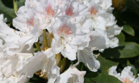 rhododendron_cunninghams_white