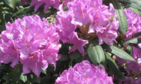 rhododendron_english_roseum