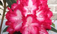 rhododendron_lumie