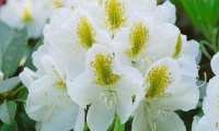 rhododendron_porzellan