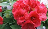 rhododendron_red_jack