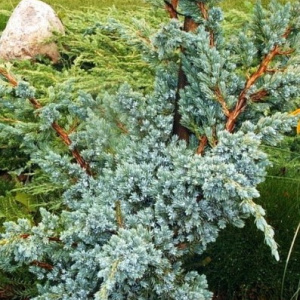 juniperus_chinensis_blue_alps