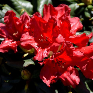 rhododendron_dwerg_baden_baden