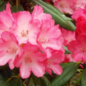rhododendron_fantastica