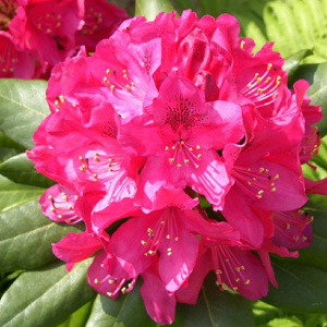 rhododendron_germania