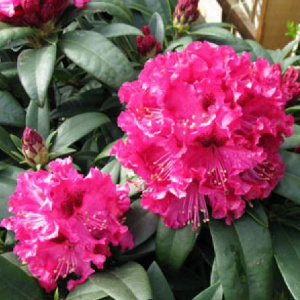 rhododendron_marie_forte