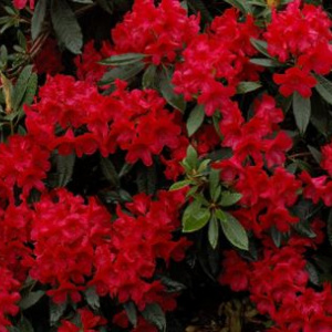 rhododendron_vulcan