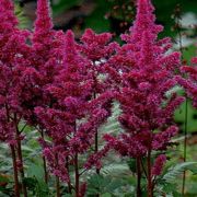 Astilbe-chinensis-Vision-in-Red