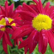 Chrysanthemum-coccineum-Robinson-Red