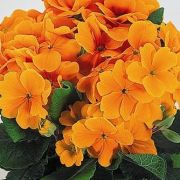 Primula-elatior-Crescendo-Orange