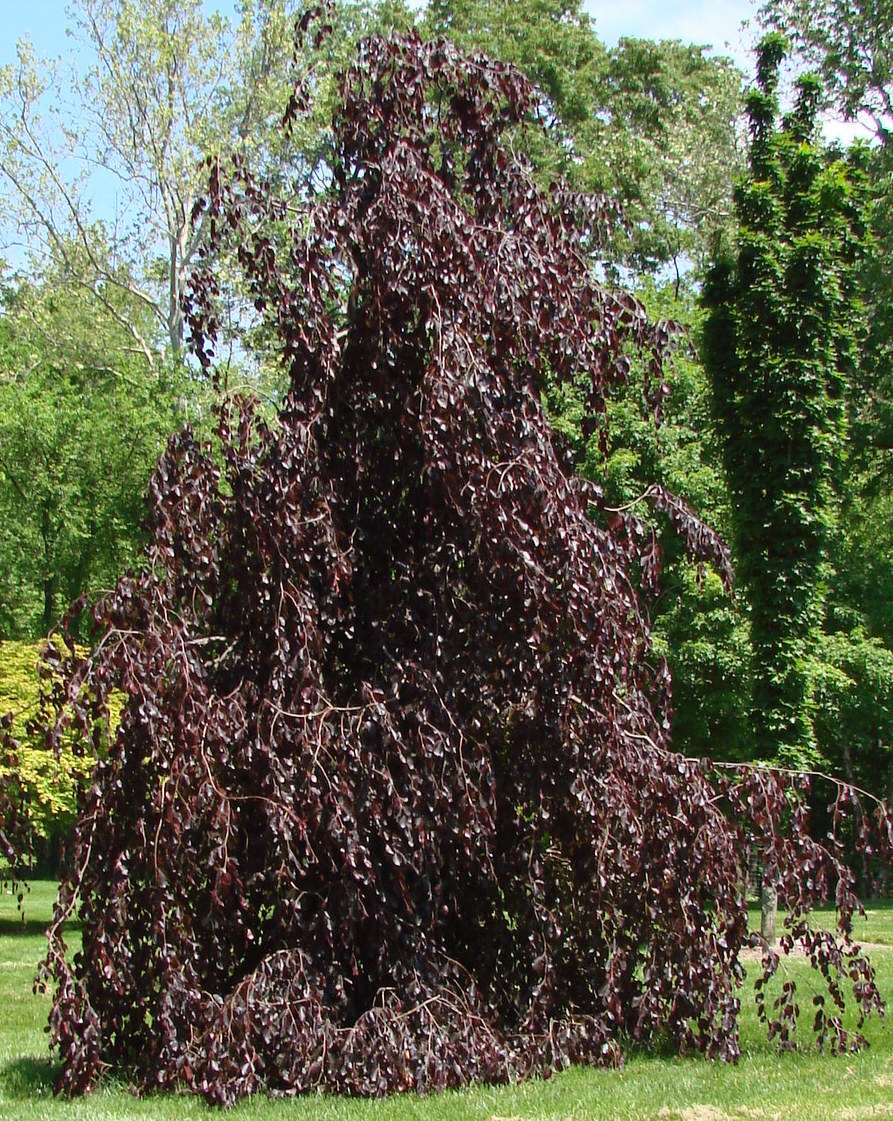 Fagus Sylvatica Purple Fountain Parastais Dižskābardis