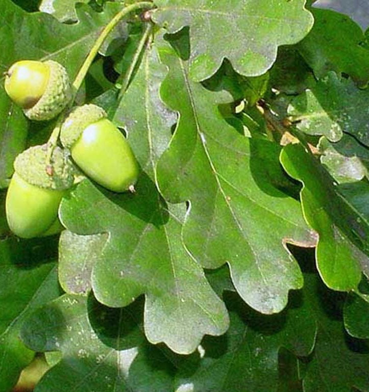 Quercus robur - Parastais ozols