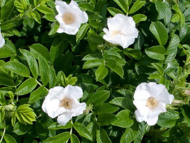 Роза морщинистая сорта фото и описание размножение