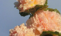 alcea_chaters_apricot