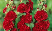 alcea_chaters_scarlet