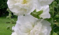 alcea_chaters_white