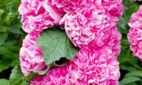 alcea_rosea_chaters_pink