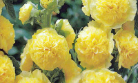 alcea_rosea_chaters_yellow