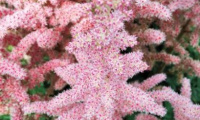 astilbe_chinensis_glitter_and_glamour