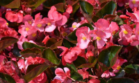 begonia_big_pink_bronze_leaf