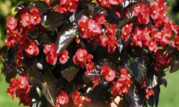 begonia_big_red_bronze_leaf