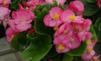 begonia_semperflorens_highlight_pink