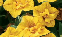 calibrachoa_hybrida_aloha_double_yellow