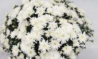 chrysanthemum_branangel_white