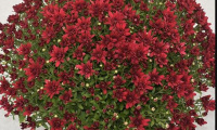 chrysanthemum_grapeberry_red