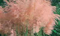 cortaderia_pink_feather