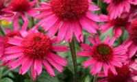 echinacea_delicious_candy