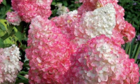 hydrangea_paniculata_pink_lady