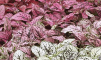 hypoestes_phyllostachya_confetti_compact_mix