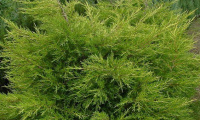 juniperus_chinensis_kuriwao_gold