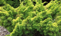 juniperus_chinensis_plumosa_aurea