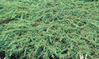 juniperus_communis_repanda