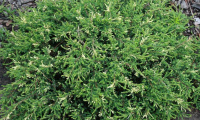 juniperus_communis_spotty_spreader