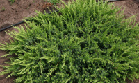 juniperus_conferta_schlager