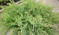 juniperus_horizontalis_andorra_compact