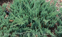 juniperus_horizontalis_blue_chip