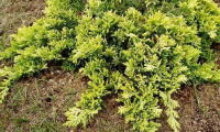 juniperus_horizontalis_golden_carpet