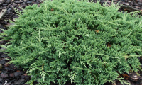 juniperus_horizontalis_prince_of_wales