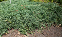 juniperus_horizontalis_wiltonii
