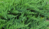 juniperus_sabina_tamariscifolia_770839654