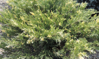 juniperus_sabina_variegata