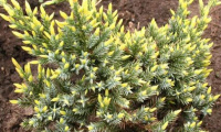 juniperus_squamata_holger