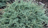 juniperus_virginiana_blue_cloud